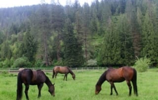 three horses grazing