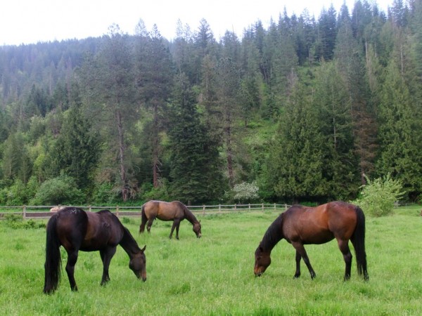 three horses grazing