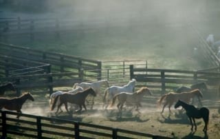 horses running into the pens