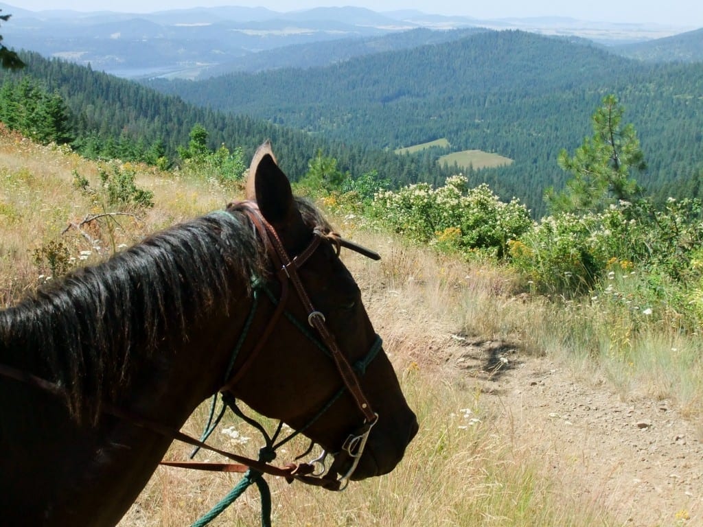 horse on a hill overlooking the valley