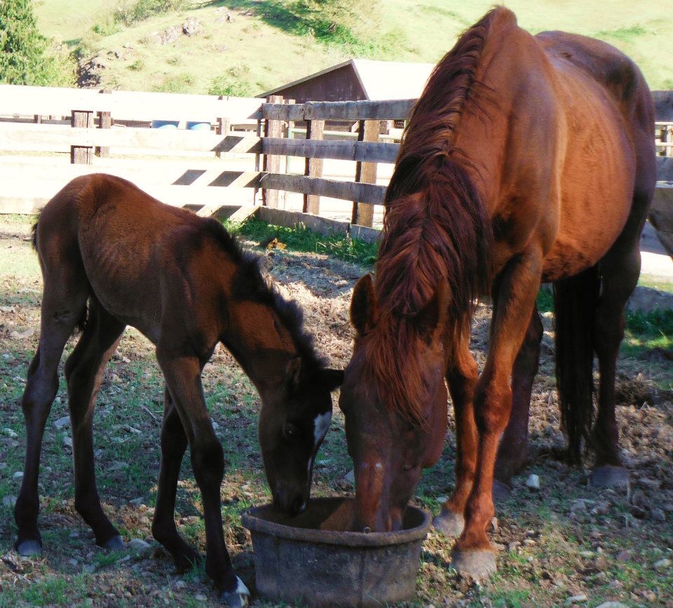 baby horse drinking from pail with larger horse