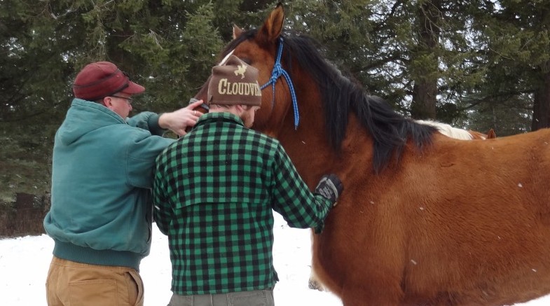 vets examining a horse