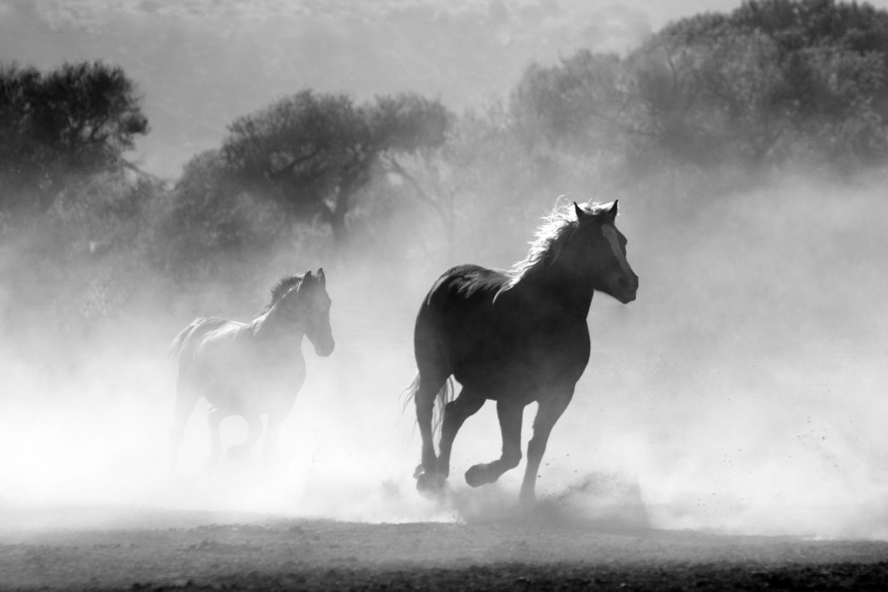 black and white photo of horses running