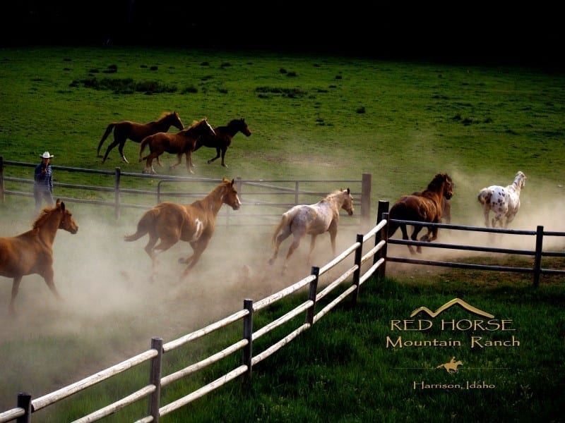 horses running out to pasture