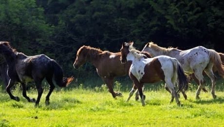 horses running in the pasture