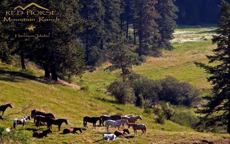 horses on a pasture in the hill