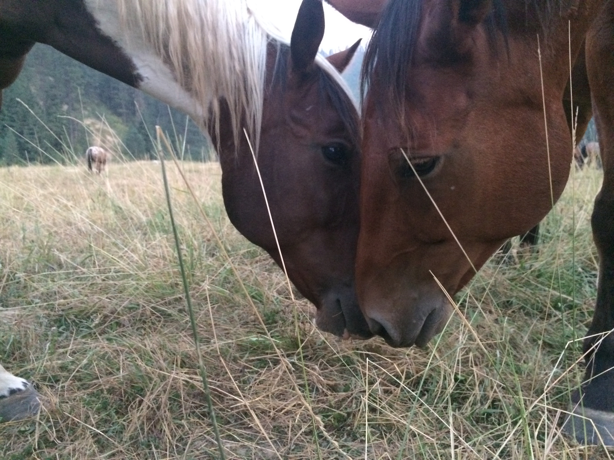 Two horses touching faces.