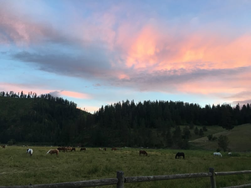 Horses grazing at sunset.