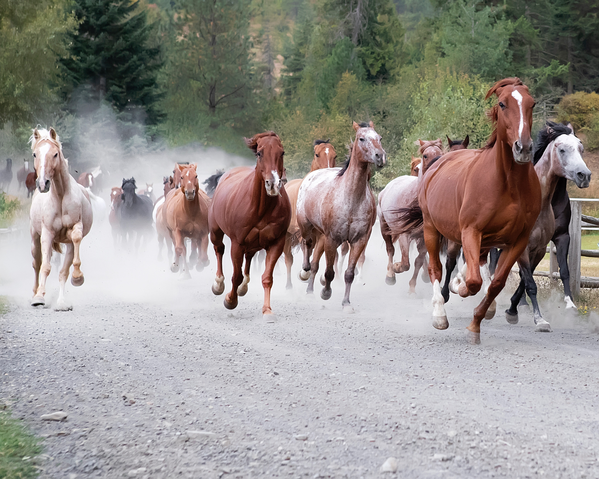Horses galloping.