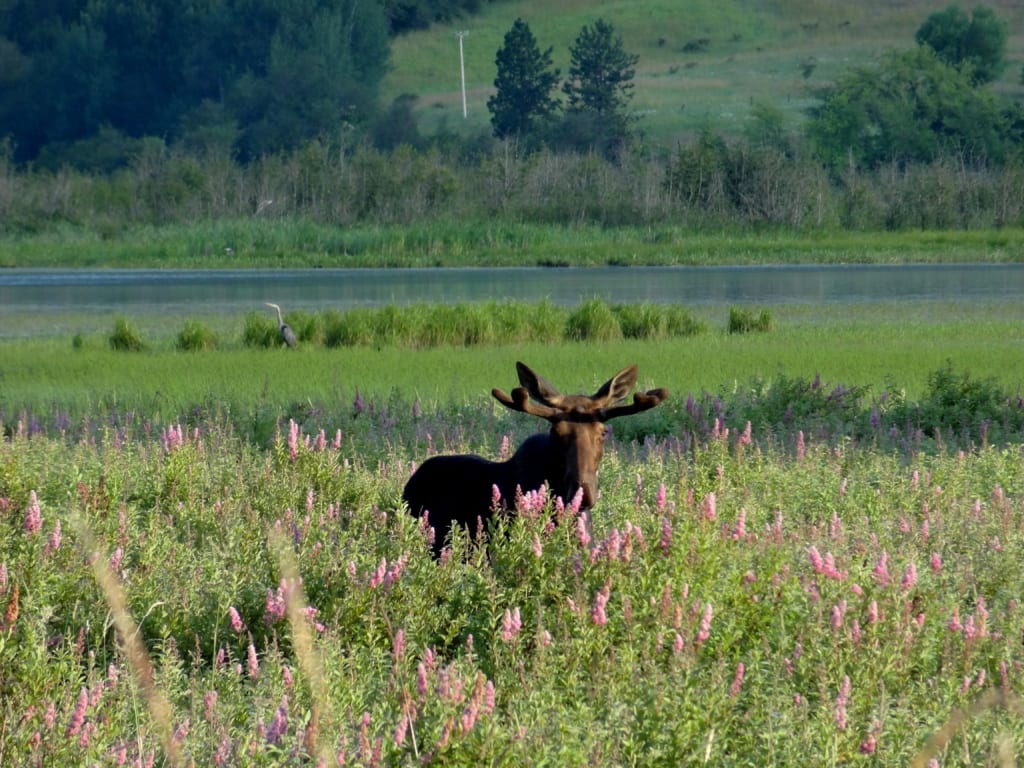Moose in a marsh