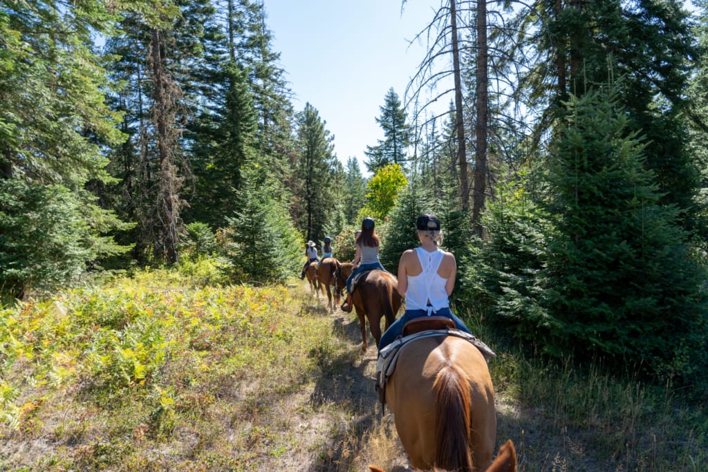 Group on horseback trail ride through forest.