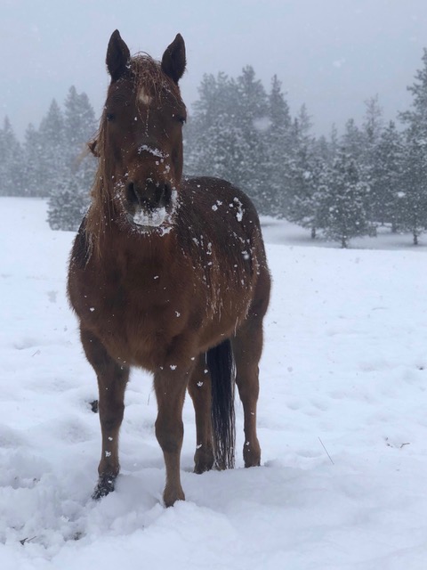 A winter horse and RHMR poses for a portrait.
