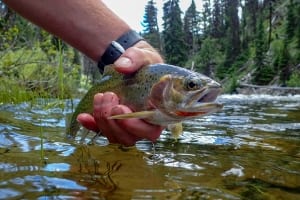 An up-close view of a beautiful cutthroat trout, one of the primary reasons to go fishing in Idaho.