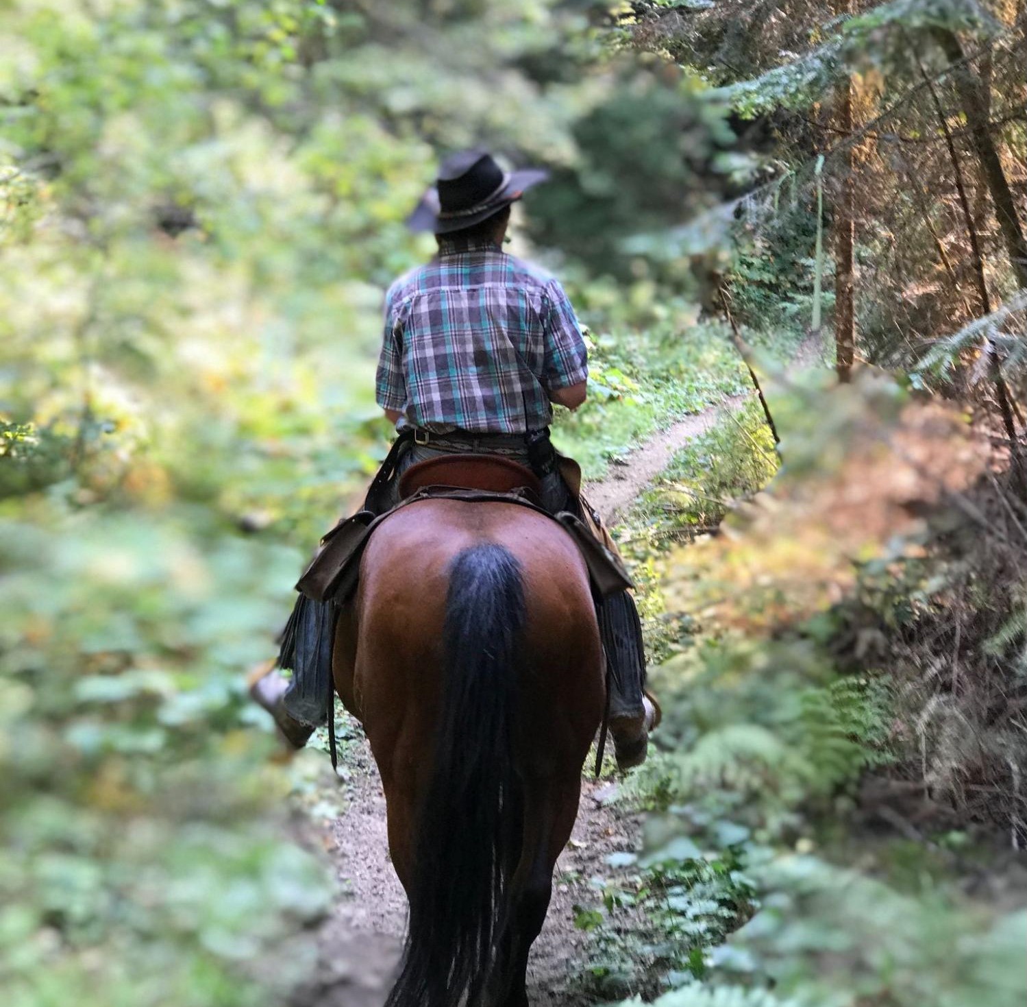A man rides on horseback along a trail through the dense forest.