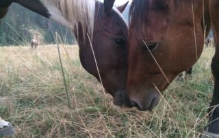 Two horses show each other affection by nuzzling their noses.