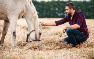 Horse Bonding: A man pets a white horse that is eating hay at the dude ranch.